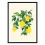 Affiches - Affiche - Sunny Lemons - Kristian Gallagher - WALL EDITIONS