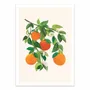 Affiches - Affiche - Oranges blossoms - Kristian Gallagher - WALL EDITIONS
