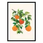 Affiches - Affiche - Oranges blossoms - Kristian Gallagher - WALL EDITIONS