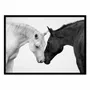 Affiches - Affiche - Romeo and Juliet Horses - Gal Design - WALL EDITIONS