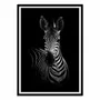 Affiches - Affiche - The Zebra - Wildphoto - WALL EDITIONS