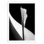 Poster - Art-Poster - Calla lily - 1x - WALL EDITIONS