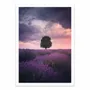Poster - Art-Poster - Lavender Fields - Cuma Cevik - WALL EDITIONS