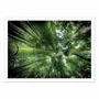 Poster - Art-Poster - ARASHIYAMA - David Ros - WALL EDITIONS