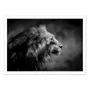 Poster - Art-Poster - The Male - 1x - WALL EDITIONS