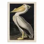 Affiches - Affiche - American White Pelican 1836 - John James Audubon - WALL EDITIONS