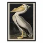 Affiches - Affiche - American White Pelican 1836 - John James Audubon - WALL EDITIONS