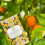 Savons - Coffret recharge Positano - BLU COSTIERA