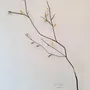 Other wall decoration - BRANCH OF LIFE - FRÉDÉRIQUE TILLY