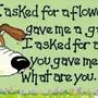 Panels - I Asked For A Flower - SOMETHING DIFFERENT WHOLESALE EUROPE BV