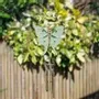 Decorative objects - Moonphase Moth Windchime - SOMETHING DIFFERENT WHOLESALE EUROPE BV