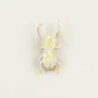 Broches - Broche Coleoptere en corne blonde - L INDOCHINEUR X RIVÊT