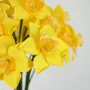 Floral decoration - Daffodil - MAYPAPERFLOWER - VIETNAM