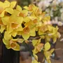 Floral decoration - Daffodil - MAYPAPERFLOWER - VIETNAM