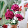 Floral decoration - Peony - MAYPAPERFLOWER - VIETNAM