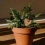 Papeterie bureau - Pic Botanique - Cœur léopard - LES PETITES HIRONDELLES