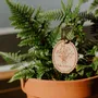 Papeterie bureau - Pic Botanique - Félicitations - LES PETITES HIRONDELLES