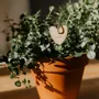 Papeterie bureau - Pic Botanique - Je t'aime - LES PETITES HIRONDELLES