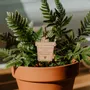 Papeterie bureau - Pic Botanique - Merci pour cette année - LES PETITES HIRONDELLES