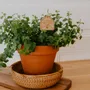 Papeterie bureau - Pic Botanique - Tu vas être mamie - LES PETITES HIRONDELLES