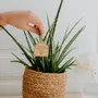 Papeterie bureau - Pic Botanique - Tu vas être papa - LES PETITES HIRONDELLES