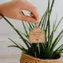 Papeterie bureau - Pic Botanique - Tu vas être papa - LES PETITES HIRONDELLES