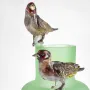 Vases - FEATHER ANIMALS VASES - FRANTISEK JUNGVIRT STUDIO