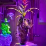 Art glass - FLORAL CREATURES COLLECTIBLE OBJECTS - FRANTISEK JUNGVIRT STUDIO