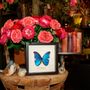Other wall decoration - Beautiful butterfly Wall decoration - DMW.NU: TAXIDERMY & INTERIOR