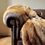 Throw blankets - BEDSPREAD GENUINE FUR COLLECTION - BAGNARESI CASA