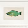 Paintings - Fish print - BEAUME COLLECTION