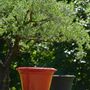 Pots de fleurs - CUVIER XXL EN TERRE NOIRE - POTERIE DE LA MADELEINE