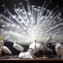 Unique pieces - White peacock sculpture - DESIGN & NATURE