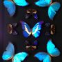 Decorative objects - Butterflies Sculpture. - DESIGN & NATURE