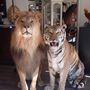 Objets de décoration - Taxidermie Lion & Tigre - Objet décoratif et unique - DMW.NU: TAXIDERMY & INTERIOR