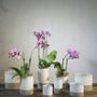 Décorations florales - Céline de Lys - PUYLAERT HOME BASICS - BELGOFLOR