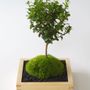 Decorative objects - Masumoss plant - AQUAPHYTE