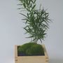 Decorative objects - Masumoss plant - AQUAPHYTE