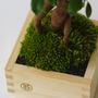 Objets de décoration - Masumoss plante - AQUAPHYTE