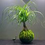 Objets de décoration - Kokedama - AQUAPHYTE