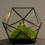 Decorative objects - Petits Mondes plant - AQUAPHYTE