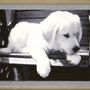 Design objects - Tapestry Puppy on a bench - NEO TAPIS