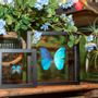 Other wall decoration - Butterflies in exclusive black wooden frame - DMW.NU: TAXIDERMY & INTERIOR