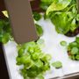 Objets déco enfant - OZARIUM LED - CITIZENFARM