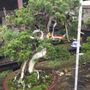 Artistic hardware - Bonsai Art - JAPAN HORT