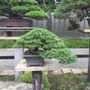 Artistic hardware - Bonsai Art - JAPAN HORT