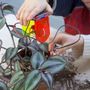 Other smart objects - THIRSTY PLANT KIT - TECHNOLOGY WILL SAVE US