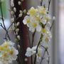 Décorations florales - Majikku Plante - AQUAPHYTE