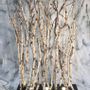 Decorative objects - Illuminated screen in birch branches - DECO-NATURE