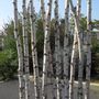 Decorative objects - Illuminated screen in birch branches - DECO-NATURE